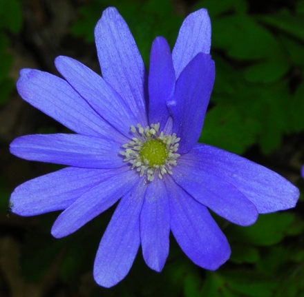 Flora dell''Oasi LIPU Casacalenda (CB) SIC IT7222250